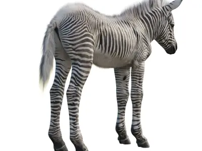 Baby zebra Low-poly 3D model