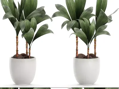 Cocos nucifera palm for the interior in white pot 679 3D model