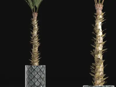 Plants Collection 157 Palm 3D model