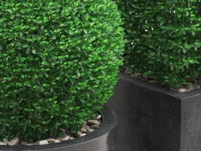 Potted Topiary Buxus 06 3D model