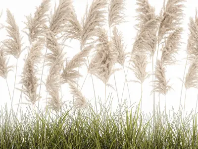 Pampas grass for landscaping 1070 3D model