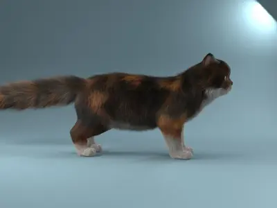 Persian cat 3D model