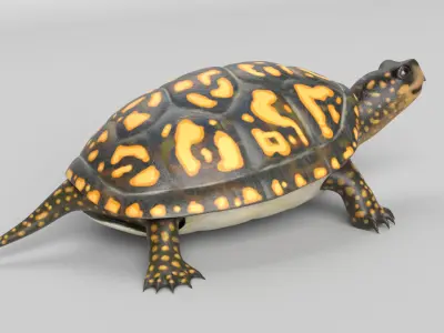 Box Turtle Animated Low-poly 3D model