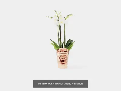 Collection of Phalaenopsis Houseplant - 6 Models