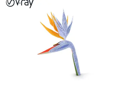 Strelitzia Flower Elegance model pack Low-poly 3D model