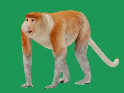 Proboscis Monkey Low-poly 3D model
