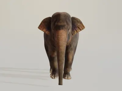 Asian elephant  Low-poly 3D model