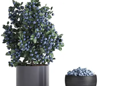 Decorative blueberry tree in Pots for the interior 547 3D model