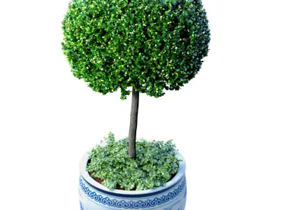 Ornamental plant Boxwood in a Chinese vase 3D model