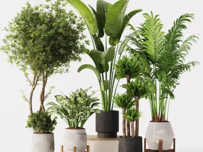 Indoor Plant Set 02 3D model