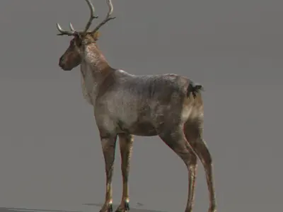 Rigged Reindeer 3D model