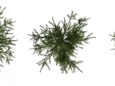 Photorealistic Pine Tree 3D Model Pack Low-poly 3D model