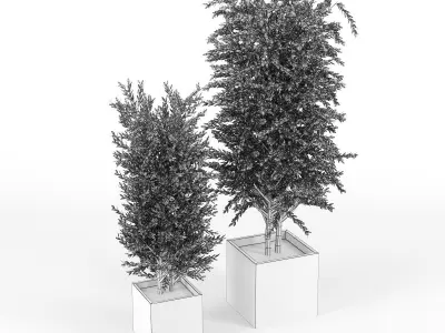 Eucalyptus two potted plants 3D model