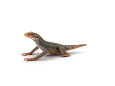 Spotted Lizard Creature model pack Low-poly 3D model