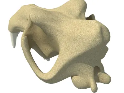 3D Skull of Hippo 3D model