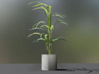 indoor pot plant  Low-poly 3D model