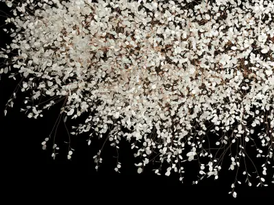 Hanging Installation Bouquet Dried Flowers Lunaria branches 568 3D model