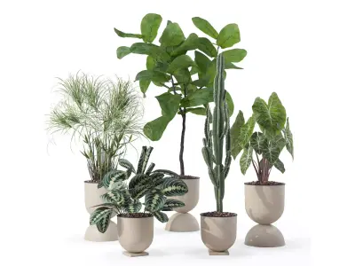 Plants collection 125 3D model