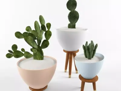 Cactus Set for decorating Your interiors 3D model