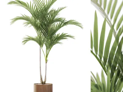 Plants collection vol 43