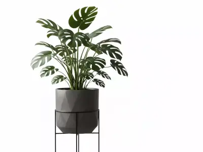 Swiss Cheese Plant with Modern Geometric Planter - Stand 3D model