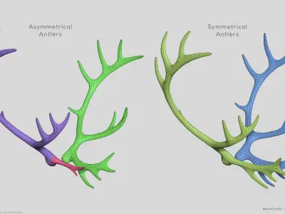 Reindeer Antlers 3D model
