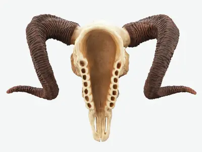 Bighorn Ram Skull PBR Low-poly 3D model