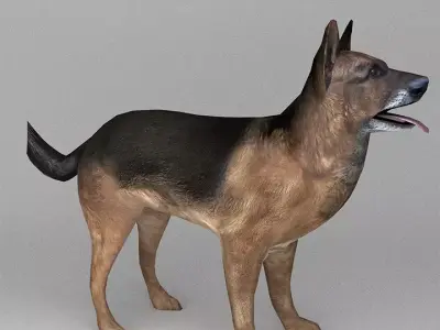 German Shepherd Low-poly 3D model