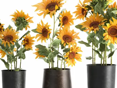 Sunflowers in a  flowerpot for the interior 1020 3D model