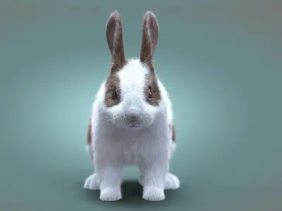 Rabbit Spotted ANIMATED XGEN CORE 3D model