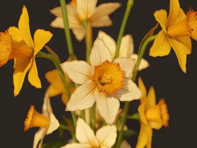 House Plants Pack - Bouquets and Potted Plants Low-poly 3D model