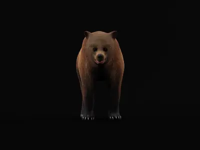 Young Brown Bear Low-poly 3D model