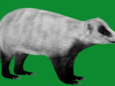 Japanese Badger Low-poly 3D model