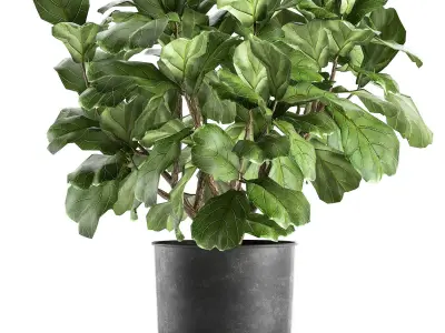 Ficus lyrata in a pot for the interior 853 3D model