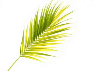 Palm Leaf D Model Pack Low-poly 3D model