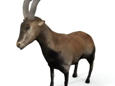 Goat Mammal Low-poly 3D model