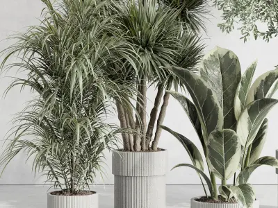 indoor plant set 414 plant ficus elastica tree palm bush Low-poly 3D model