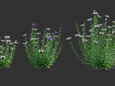 Centaurea - Cornflower - Bachelor button 02 3D model