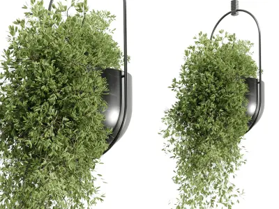 Hanging Plants set 377 - indoor Plant  Low-poly 3D model