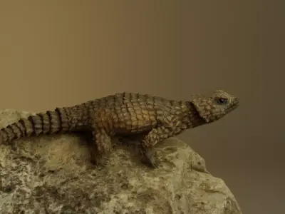 Armadillo Lizard 3D model