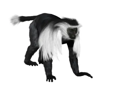 Colobus monkey with realistic fur Low-poly 3D model