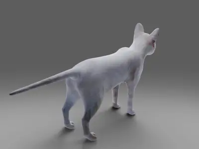 Cat White NO Rigged in Blender Low-poly 3D model