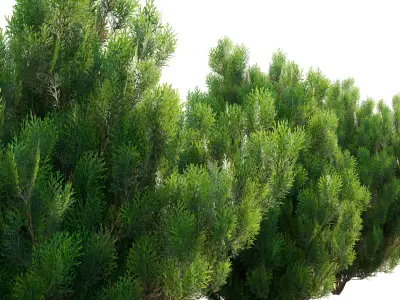 Platycladus orientalis - Biota orientalis - Thuja orientalis 02 3D model