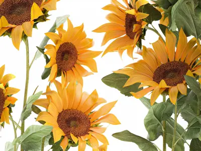 Sunflowers in a  flowerpot for the interior 1020 3D model