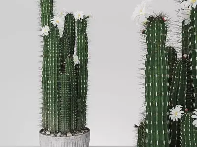 Plant 4 two cactus plants with flowers 3D model