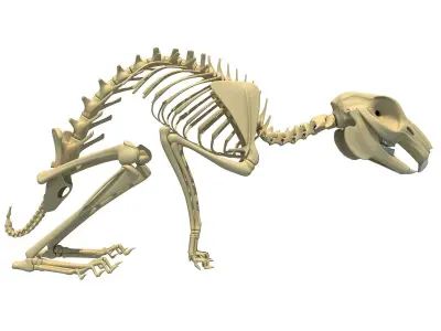 Rabbit Skeleton 3D model