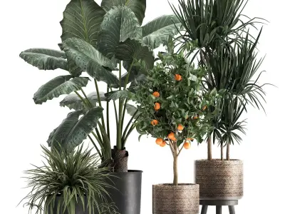 Houseplants in a  flowerpot for the interior 1002 3D model