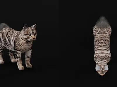 Kurilian Bobtail Cat Low-poly 3D model