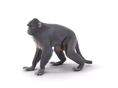 Elegant Black Monkey model pack Low-poly 3D model