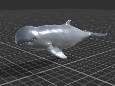 Irawaddy Dolphin Low-poly 3D model